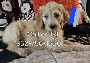 Goldendoodles 4 sale ready 2 go home today
