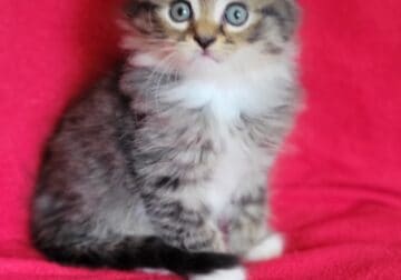 Meet Luna