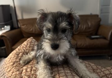 AKC LADY