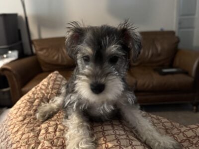 AKC LADY