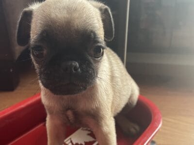 8 week old pug puppy’s