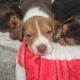 Purebred Beagle Male #2