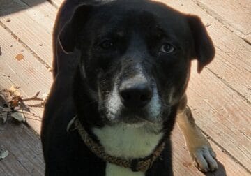 1 y/o shepherd mix free to a good home