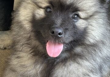Keeshond Puppy