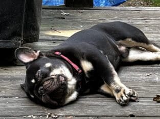 French Bulldog