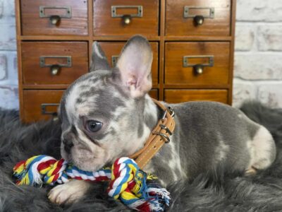 MERLE FRENCHIE BOY