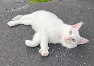 White Cat! Let’s get to work!