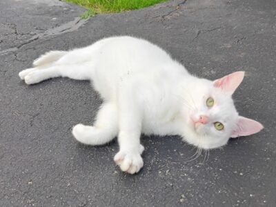 White Cat! Let’s get to work!