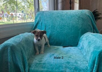 Tiny Jack – Rat puppies – in Ohio