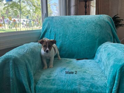 Tiny Jack – Rat puppies – in Ohio