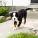 AKC Bernese Mountain female puppy Indianan (Jane)