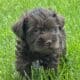 Expressive Female Miniature Schnauzer