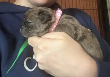 Pancake the Pug