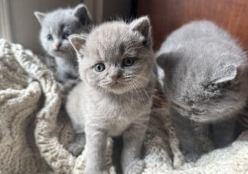 British Shorthair Blue kittens