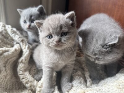 British Shorthair Blue kittens