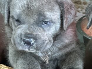 ICCF & UKC Cane Corsos Puppies Available (Males)