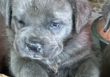 ICCF & UKC Cane Corsos Puppies Available (Males)
