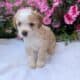 MINI AUSSIEDOODLE MALES