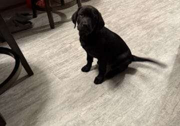 Labrador male 8 weeks