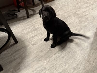 Labrador male 8 weeks