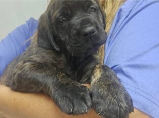 English Mastiff- 2 females/ Brindle/ Akc
