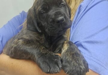 English Mastiff- 2 females/ Brindle/ Akc