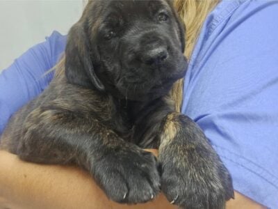 English Mastiff- 2 females/ Brindle/ Akc
