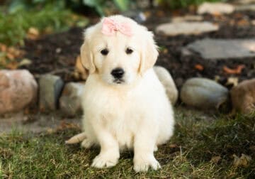 English cream golden retriever female pup (Gracie)