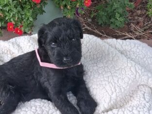 Giant Schnauzer Puppies