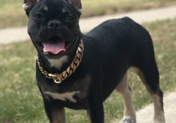 AKC Female – Loaded DNA