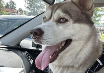 Registered Siberian Husky