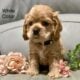 Marie Lygate. Cocker Spaniel Darlings