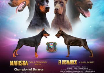 European Doberman Litter