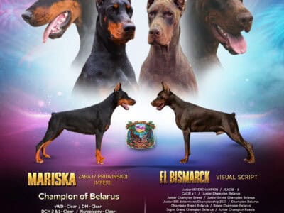 European Doberman Litter