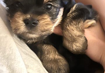 Miss Lilly the diva of all Yorkies