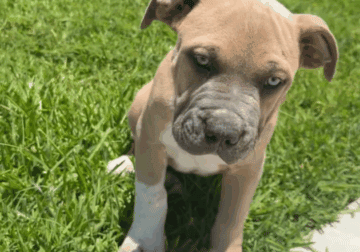 American xl bully