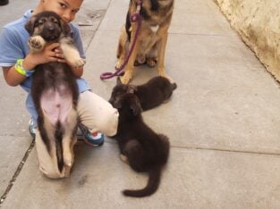 German shepherd puppies