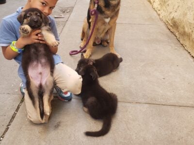 German shepherd puppies