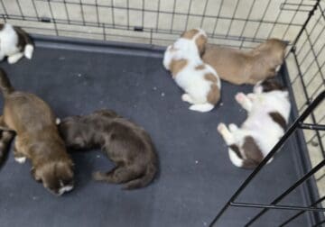 shih tzu puppies for sale