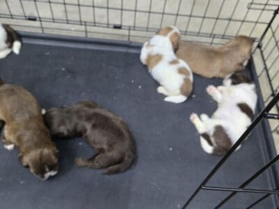 shih tzu puppies for sale