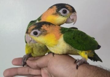White Belly Caiques