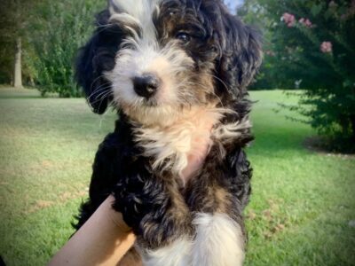 Rene’ the Bernedoodle pup