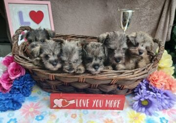 Tea Cup Miniature Schnauzer Puppies