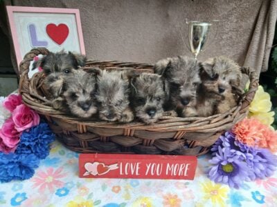 Tea Cup Miniature Schnauzer Puppies