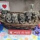 Tea Cup Miniature Schnauzer Puppies