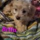 Gorgeous Teddy bear doxiepoo malti pups