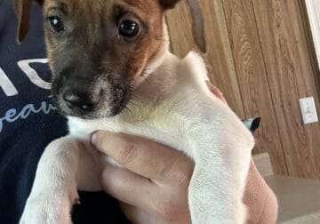 Jack Russell Terriers