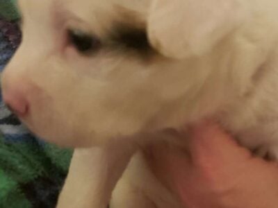 Forever home needed