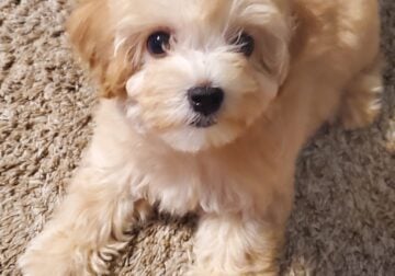Toy Maltipoo looking for a loving home