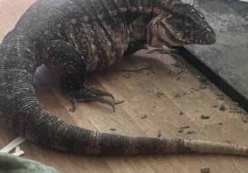 Adult Tegu